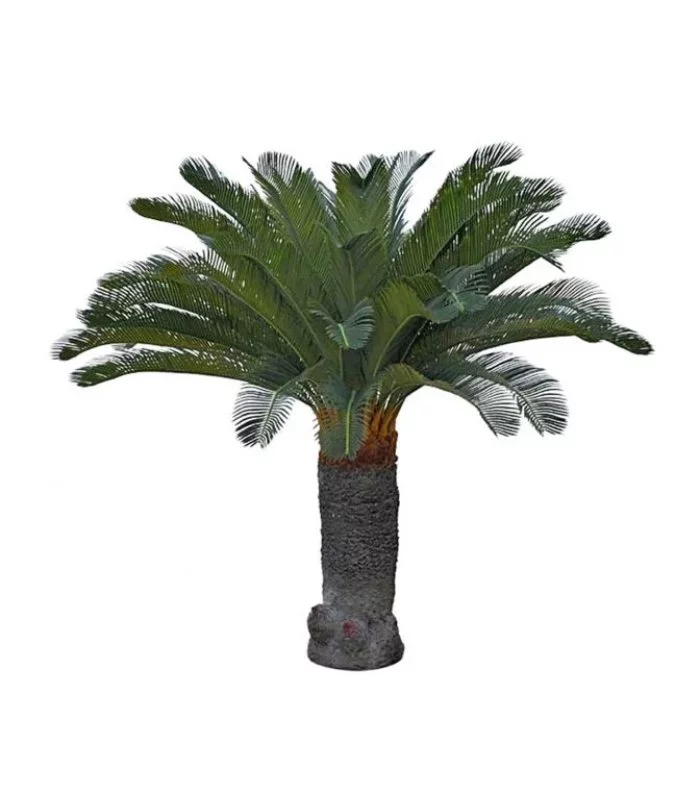 Cycas palmträd 