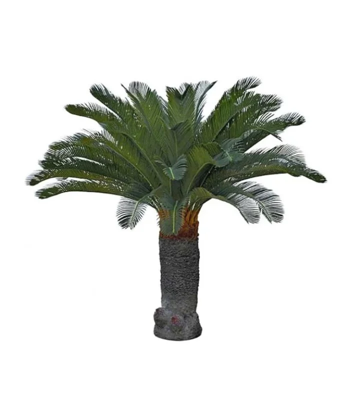 Cycas Palmträd